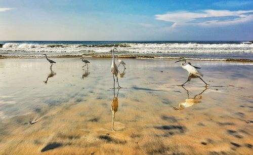 Birds on beach against sky