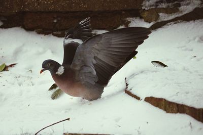 Close-up of birds on snow