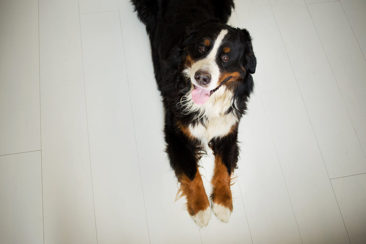 HIGH ANGLE PORTRAIT OF DOG ON FLOOR AGAINST WHITE WALL