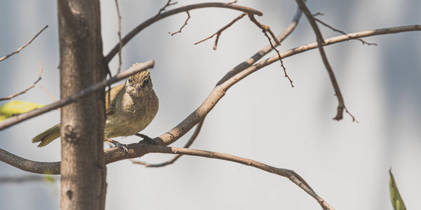 Low angle view of bird perching on branch