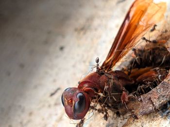 Close-up of insect