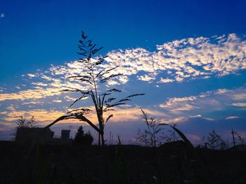 Bare trees on landscape at sunset