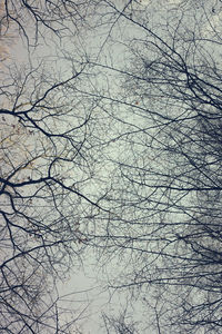 Low angle view of bare tree against sky