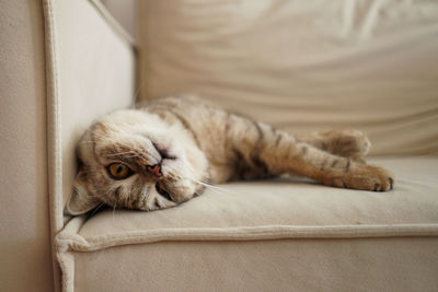 Portrait of cat lying on floor