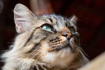 Close-up of a cat looking away