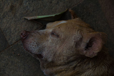 Close-up of dog