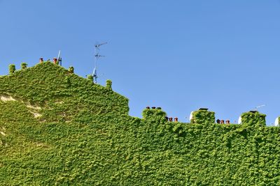 Low angle view of plants on field against clear sky