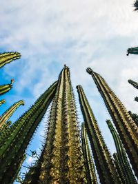 Low angle view of cactus growing against sky