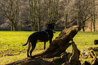 Dog in a field