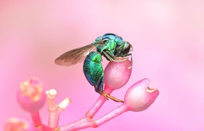 Close-up of insect on pink flower