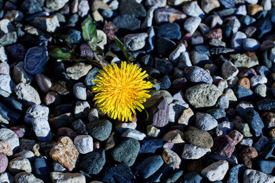 A lonely yellow dandelion grew among different stones.