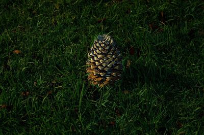 Plants growing on grassy field