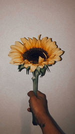 Close-up of hand holding yellow flower