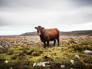 Horse standing in a field