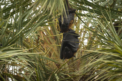 Close-up of bird perching on plant