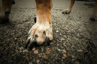 Close-up of a dog