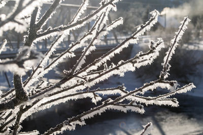 Close-up of frozen plant