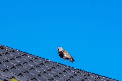 Low angle view of sparrow perching on roof against clear sky