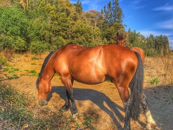 Horses on tree against sky