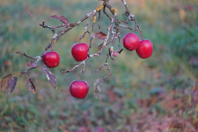 Close-up of red berries growing on tree