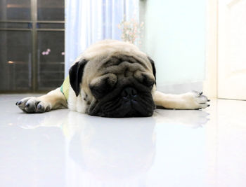 Portrait of dog resting on floor at home