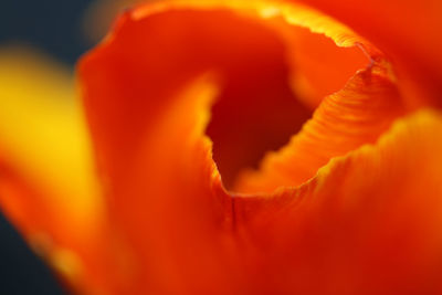 Close-up of orange rose flower