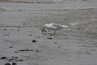 Seagull on beach