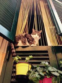 Close-up of cat sitting on window sill