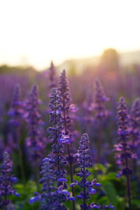 Close-up of purple flowering plants on field