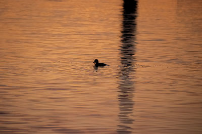 Silhouette duck swimming in lake