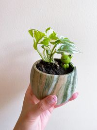 Close-up of hand holding tomato