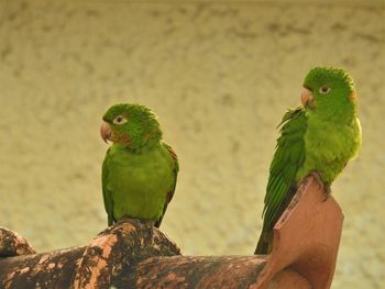 Close-up of parrot perching on branch