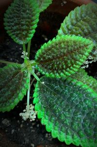 High angle view of green leaf