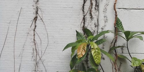 Directly above shot of ivy growing on wall