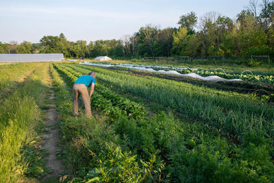 Farmer inspects the vegetables in an idyllic oeganic garden. healthy active senior alone.