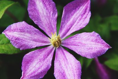 Close-up of pink flower