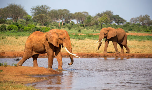 Side view of elephant in lake