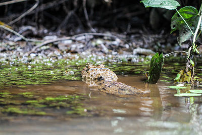 Close-up of turtle in water