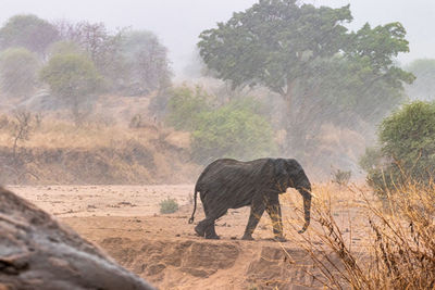 An large elephant walk under a heavy rain in the savannah tanzania