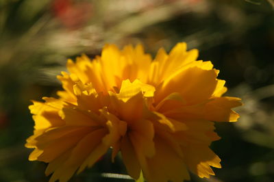 Close-up of yellow flower blooming outdoors