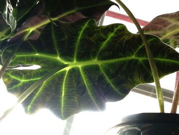 Close-up of fresh green plant against sky