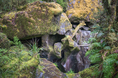 Moss growing on rock in forest