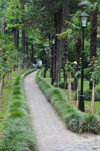 Walkway amidst trees