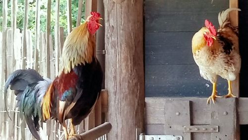 Close-up of rooster on farm