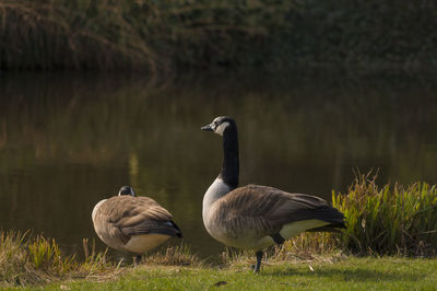 Canada geese at lakeshore