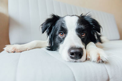Funny portrait of cute smiling puppy dog border collie on couch indoors
