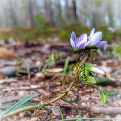 Close-up of purple flowering plant on field