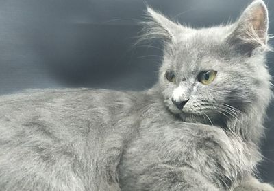 mammal