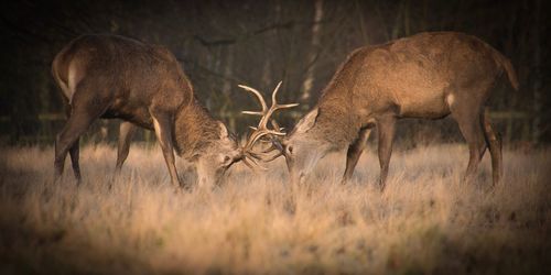 Deer locking horns on field