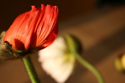 Close-up of flower blooming outdoors